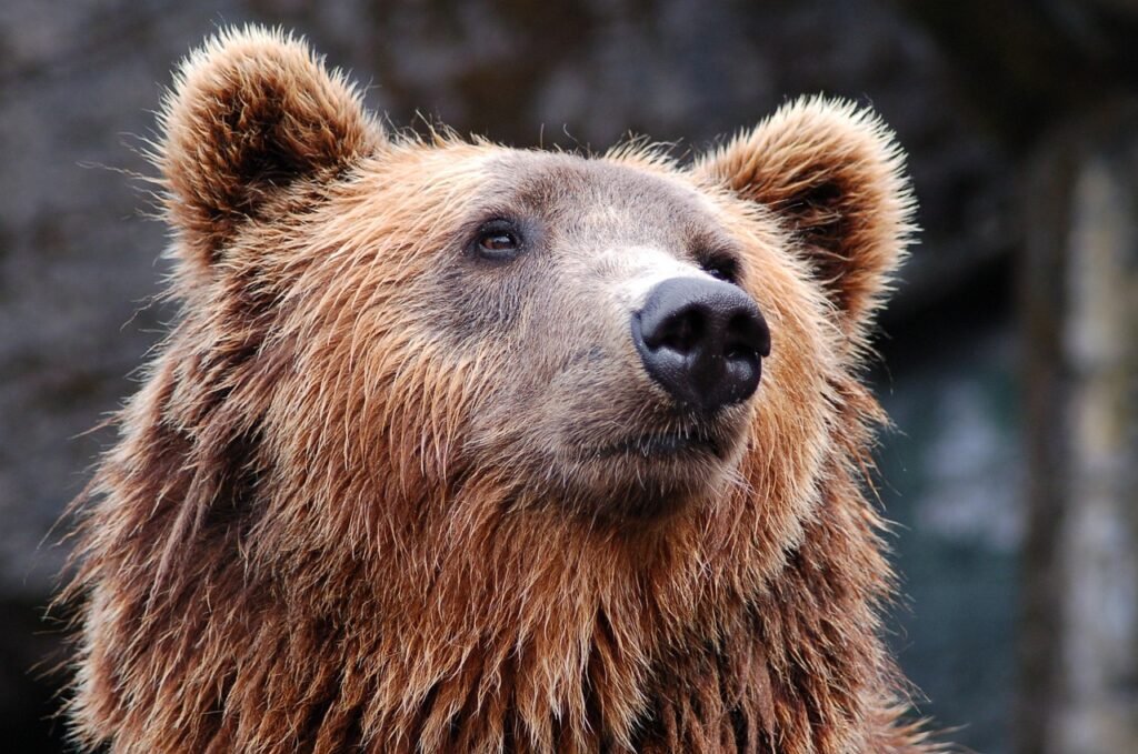 bear, head, brown, brown bear, nature, grizzly bear, bear head, wildlife, wildlife photography, wild animal, animal world, portrait, animal, zoo