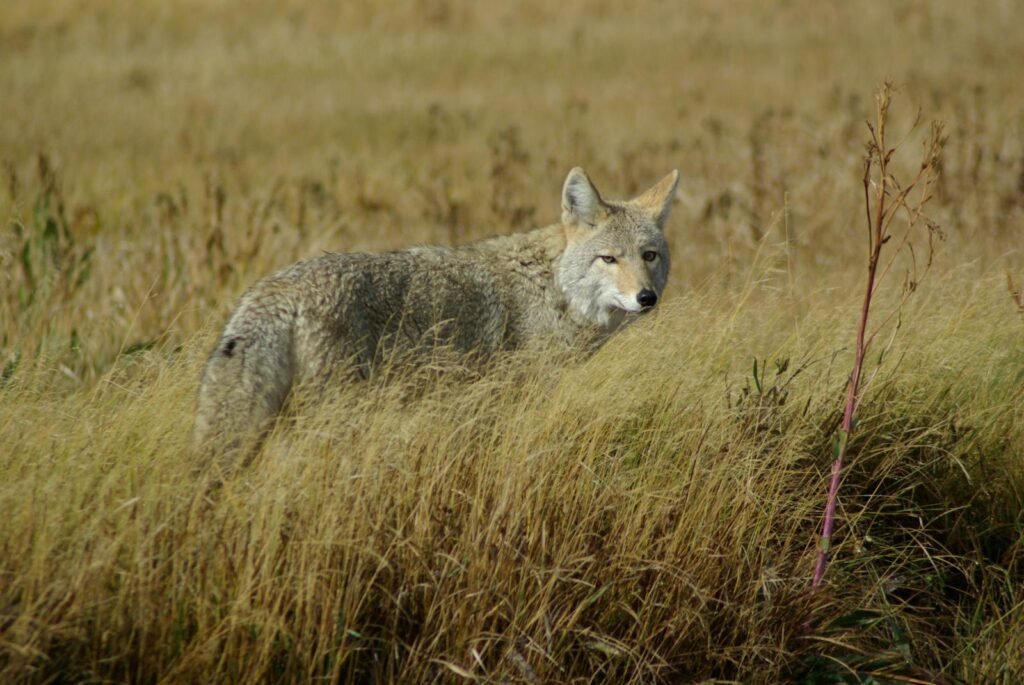 A coyote stands in a grass field in Yellowstone, showcasing its natural habitat.