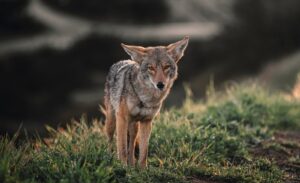 Captivating image of a coyote standing on a grassy field. Perfect wildlife photography.