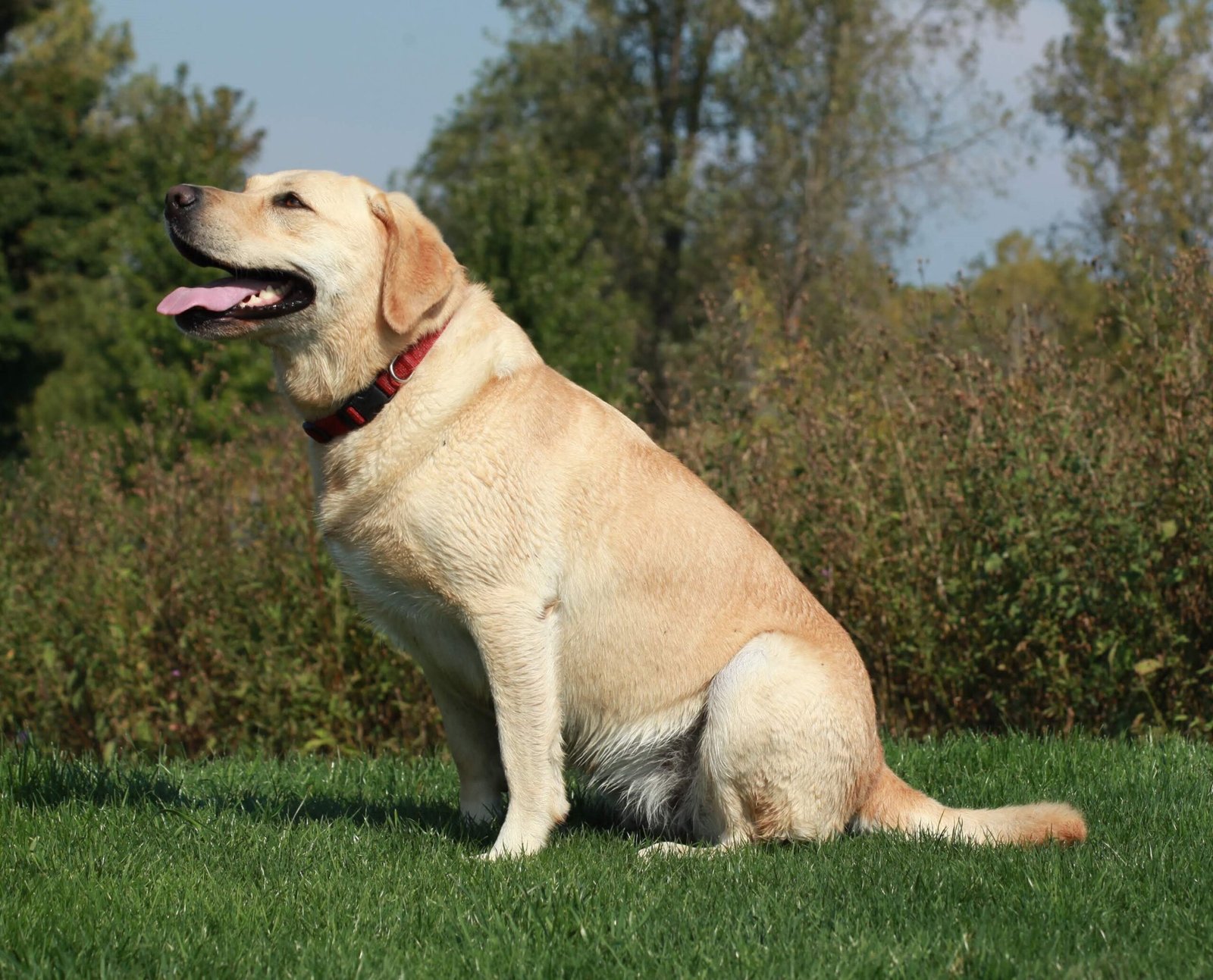 Labrador Retriever (image credits: wikimedia)