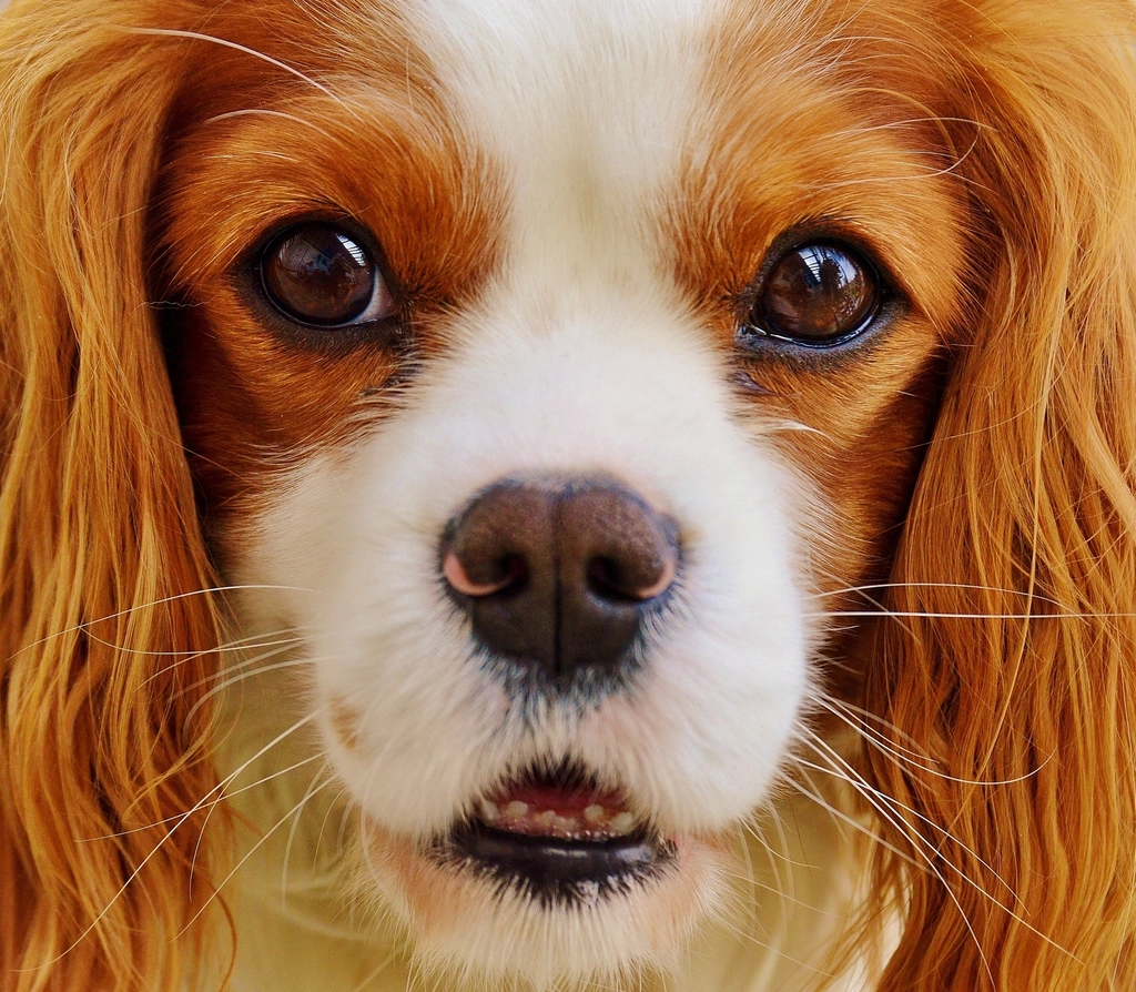 Cavalier King Charles Spaniel (image credits: rawpixel)