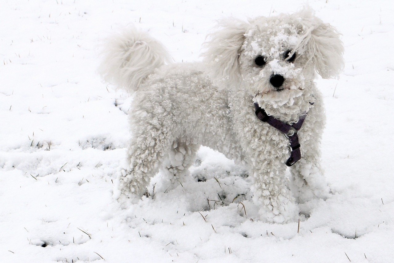Bichon Frise (image credits: pixabay)