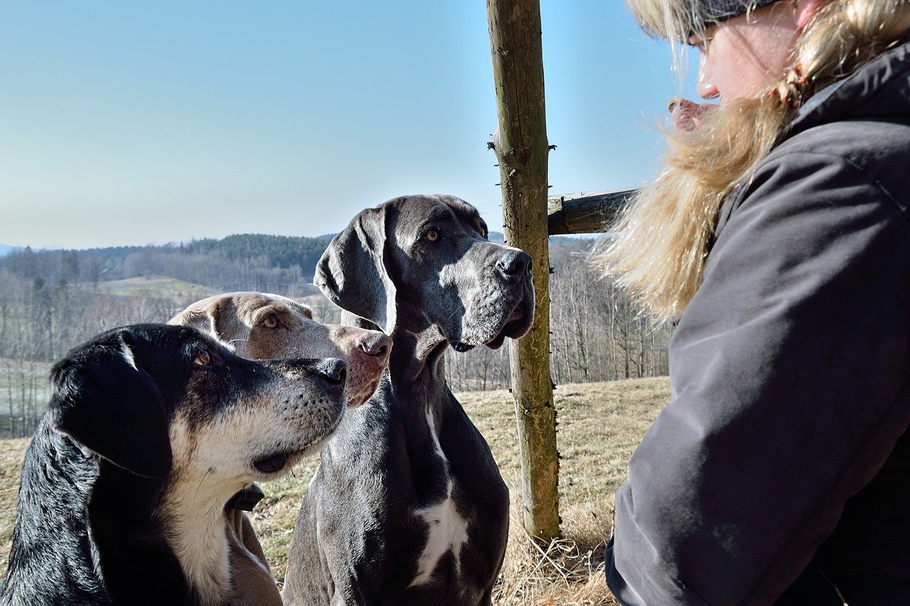 Great Dane (image credits: pixabay)