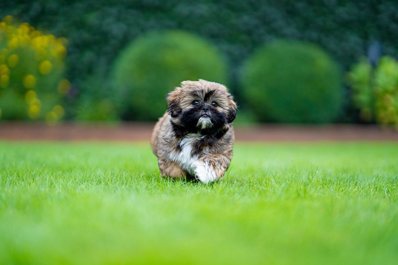 Shih Tzu (image credits: pixabay)