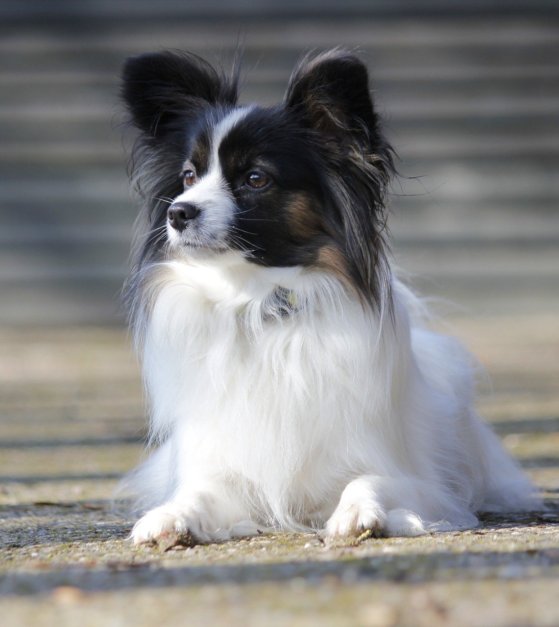 Papillon (image credits: pixabay)