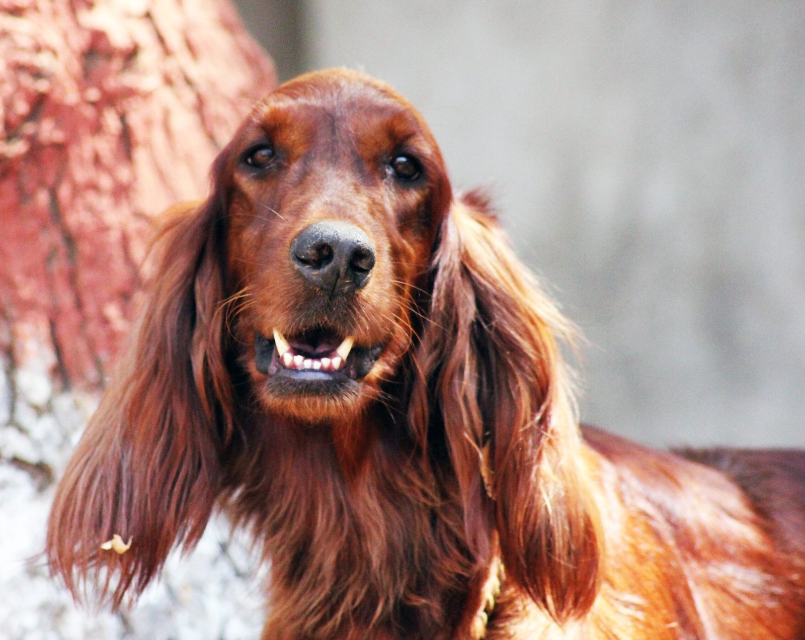 Irish Setter (image credits: wikimedia)