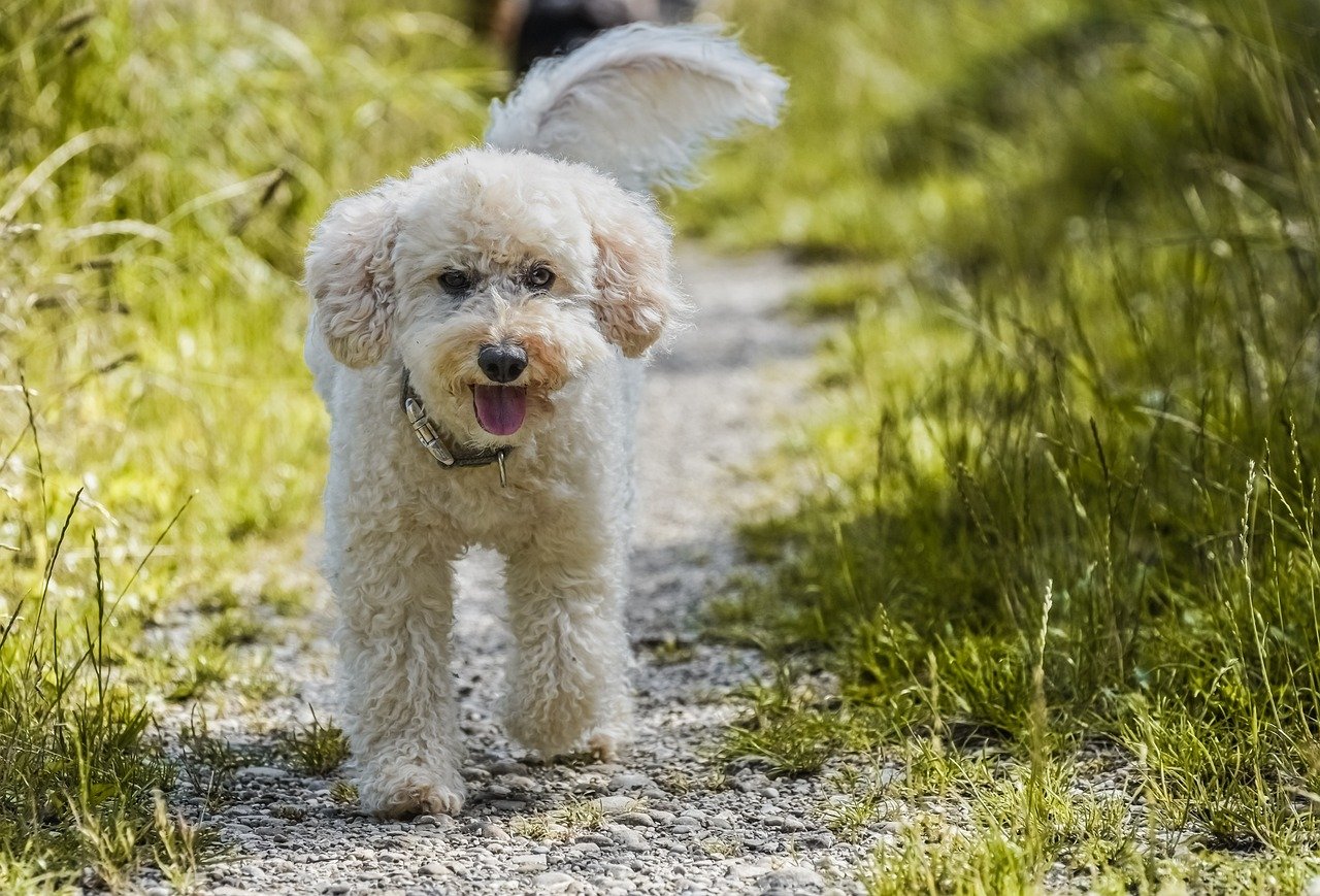 Poodle (Standard, Miniature, and Toy) (image credits: pixabay)