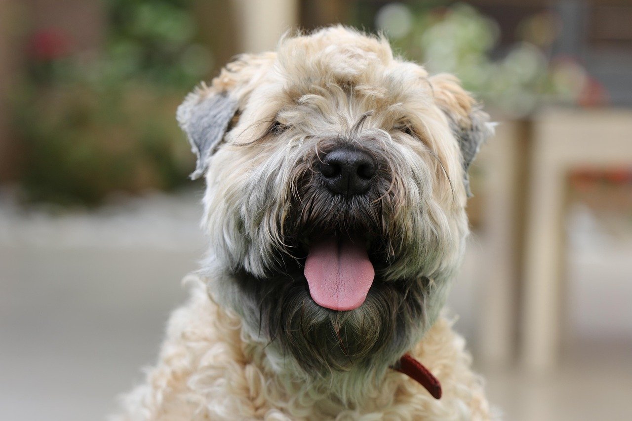 Soft-Coated Wheaten Terrier (image credits: pixabay)