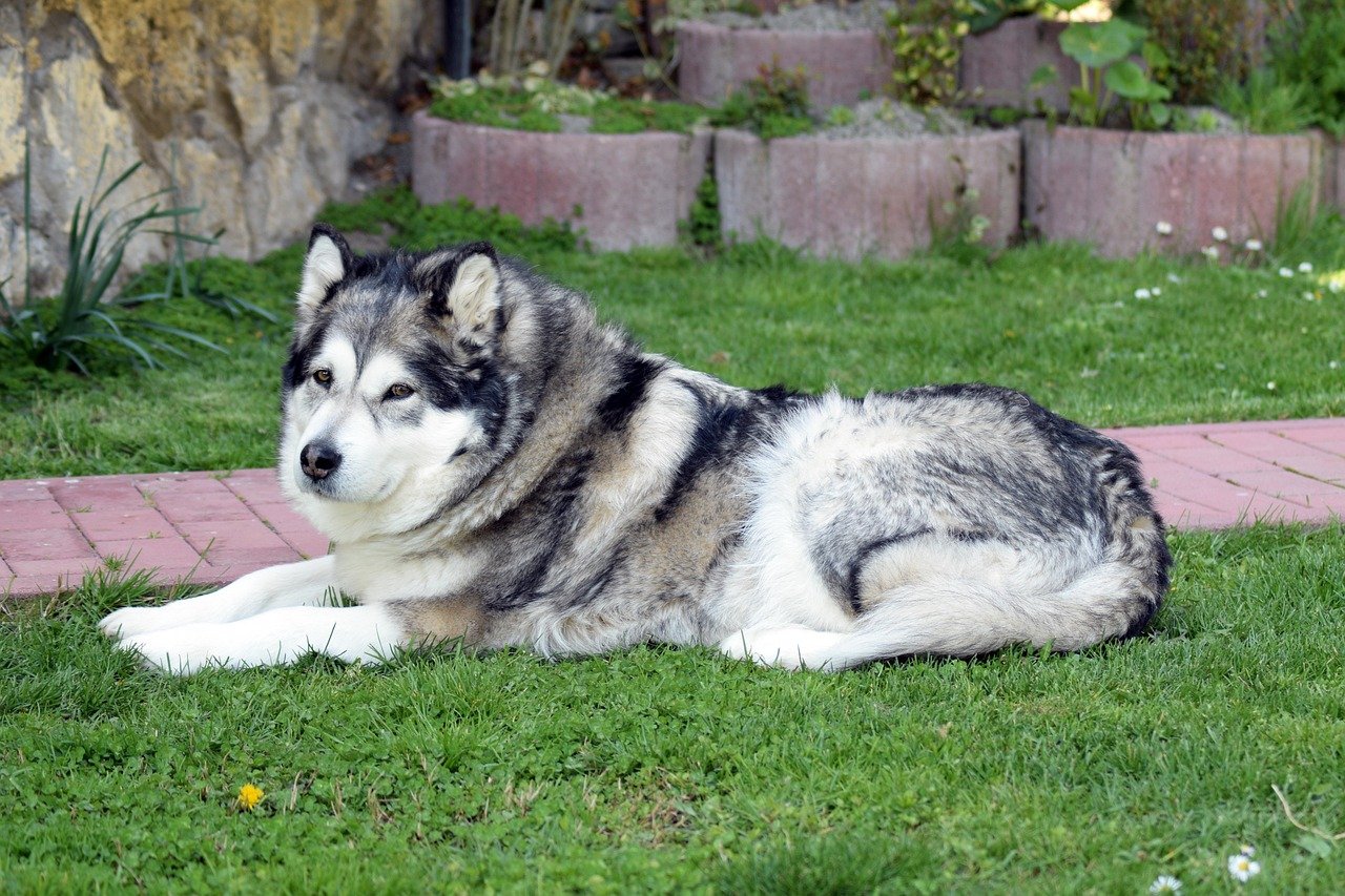 Alaskan Malamute (image credits: pixabay)