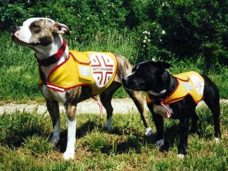 Pit Bulls Are Resilient and Forgiving (image credits: wikimedia)