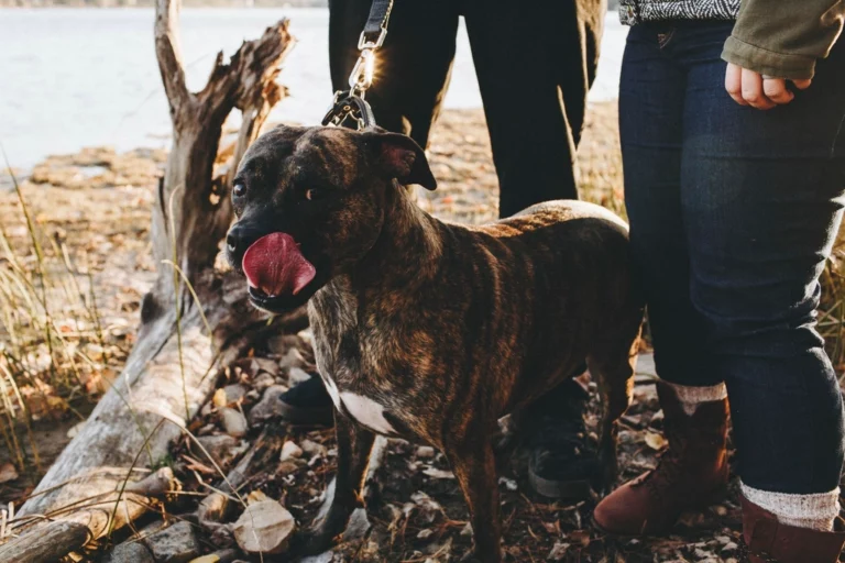 Why Staffies Are Called “Nanny Dogs”—And Still Deserve the Title