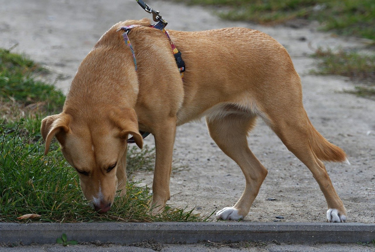 Allow More Sniffing During Walks (image credits: pixabay)