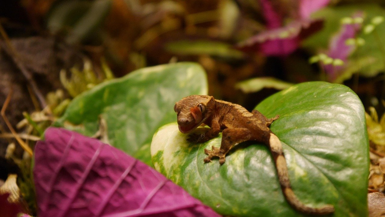 Crested Gecko: The Spiky-Eyed Showstopper (image credits: pixabay)