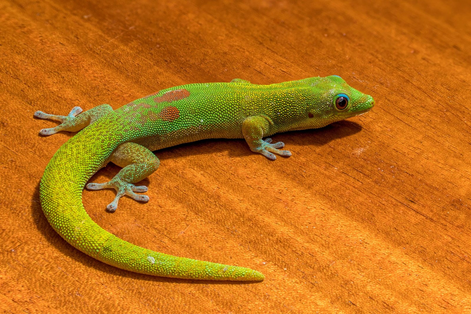 Gold Dust Day Gecko: The Shimmering Emerald Jewel (image credits: wikimedia)