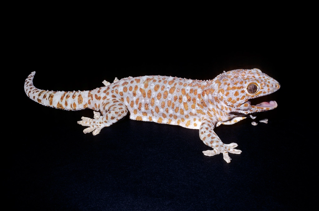 Tokay Gecko: The Spotted Thunderstorm (image credits: rawpixel)