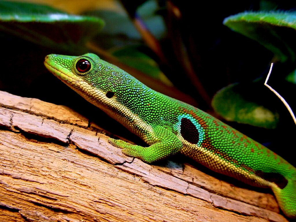 Peacock Day Gecko: A Splash of Blues and Greens (image credits: wikimedia)