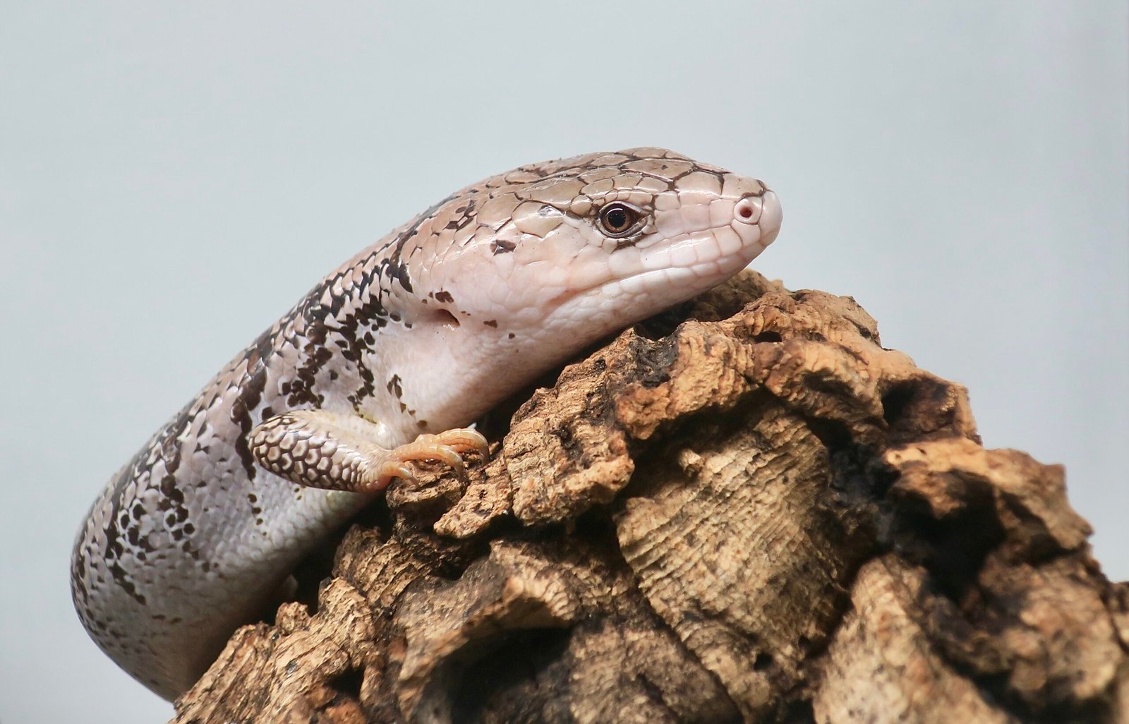 Pink Tongue Gecko: The Blushing Beauty (image credits: wikimedia)