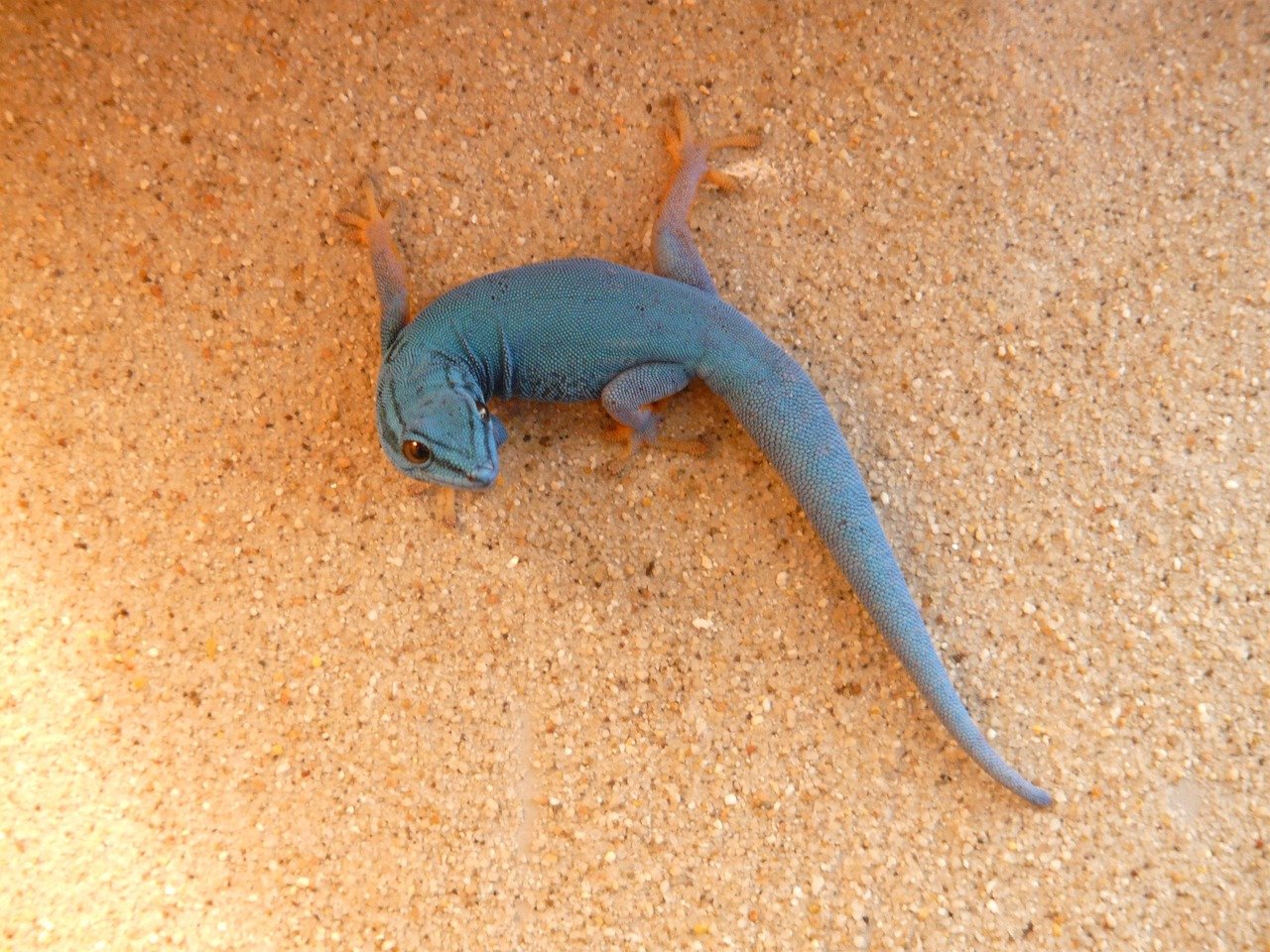 Williams’ Dwarf Gecko: The Sapphire Jewel (image credits: pixabay)