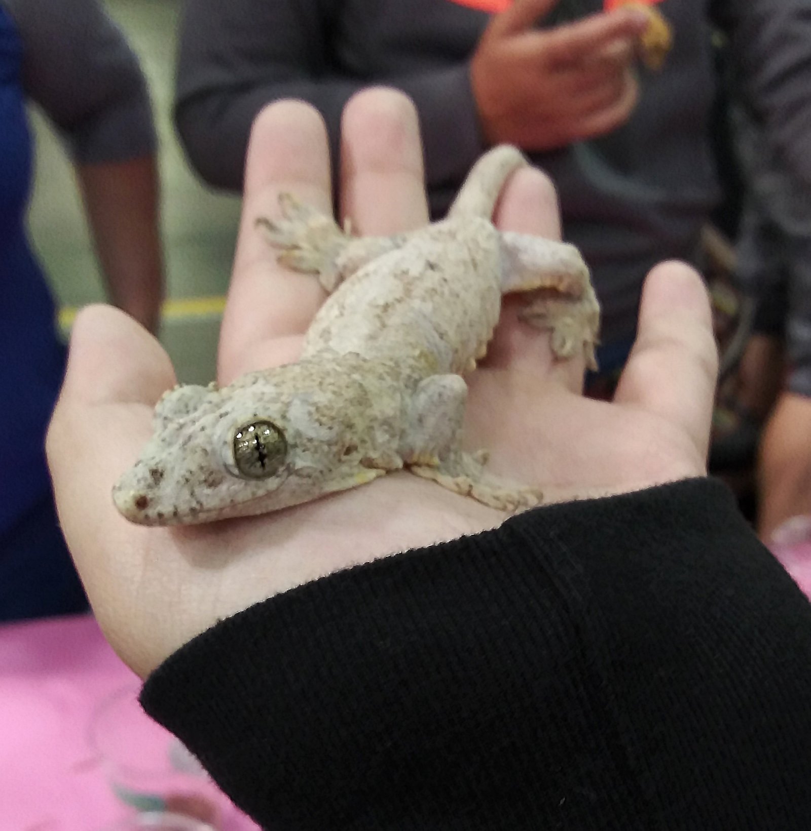 Halmahera Gecko: The Patterned Phantasm (image credits: wikimedia)