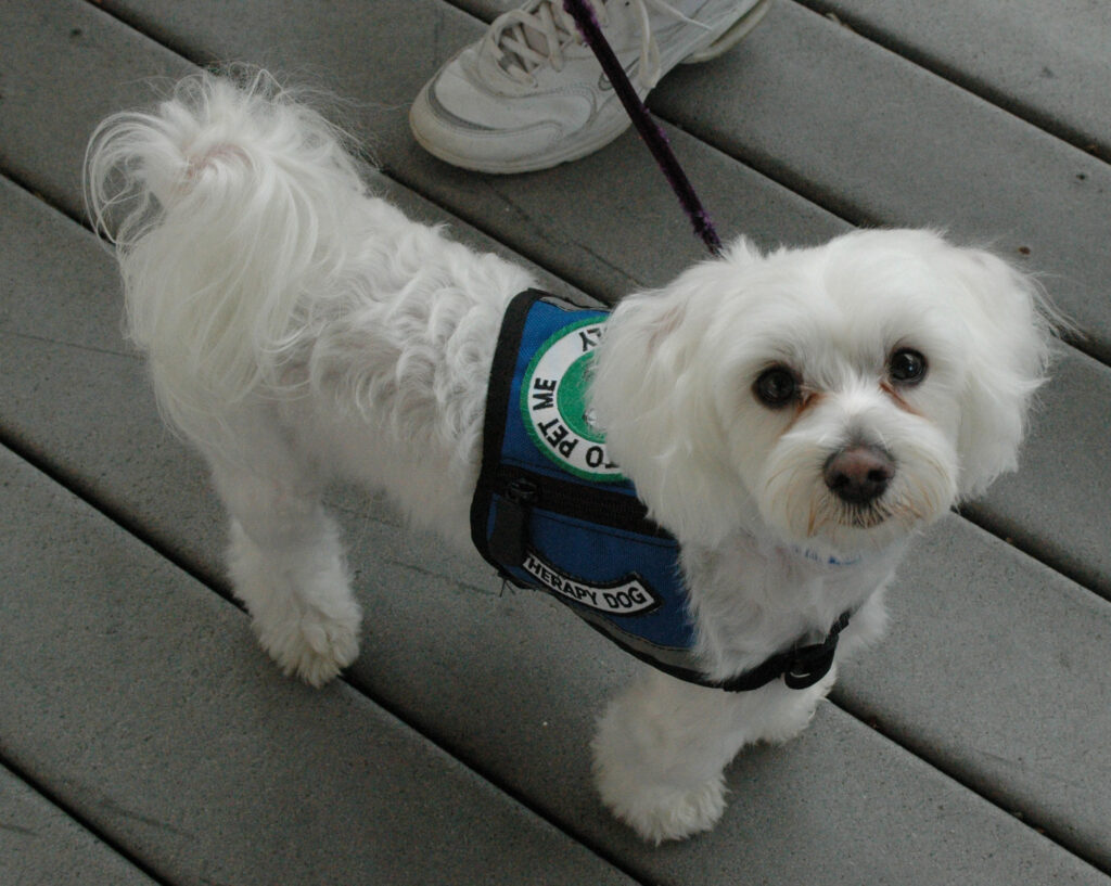 The Science of Why Some Dogs Are Born to Heal Broken Humans