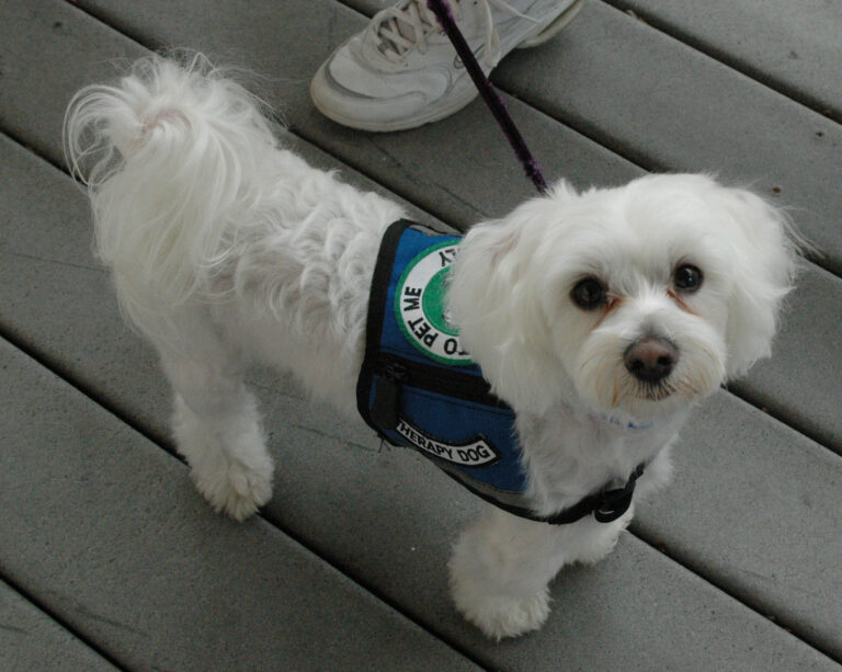 The Science of Why Some Dogs Are Born to Heal Broken Humans