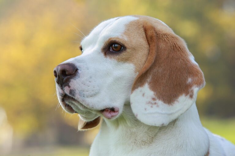 What Your Dog Thinks When You Hug Someone Else First