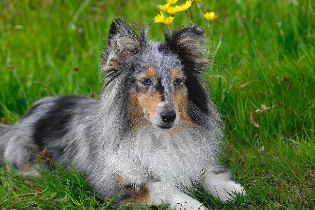 Stress Levels and Sensitive Breeds (image credits: pixabay)