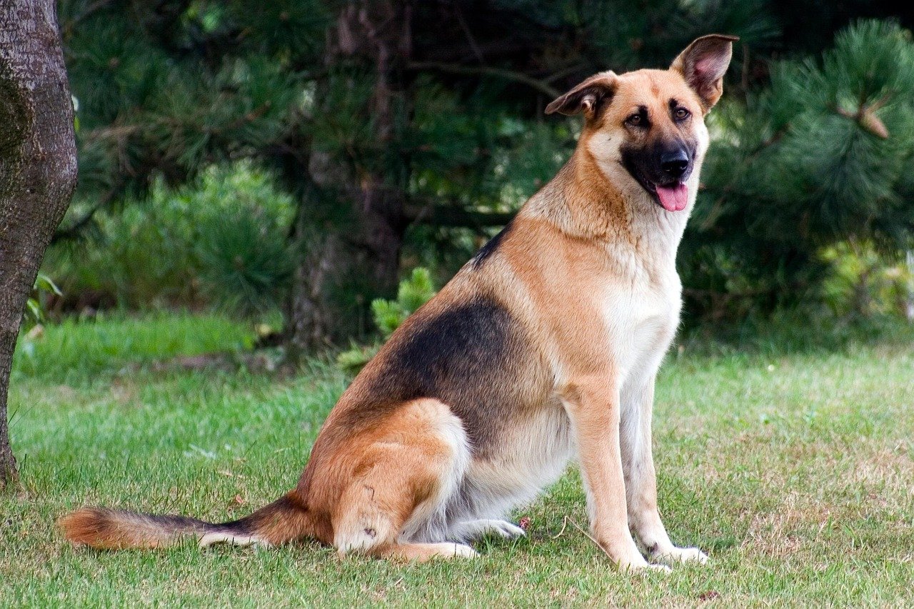 The Classic “Sit” Hand Signal (image credits: pixabay)