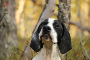 8 Quirky Cues Dogs Really Understand (And 8 That Send The Wrong Message)