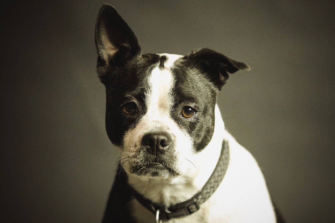Independence vs. Dependence: Dogs Are Watching (image credits: pixabay)