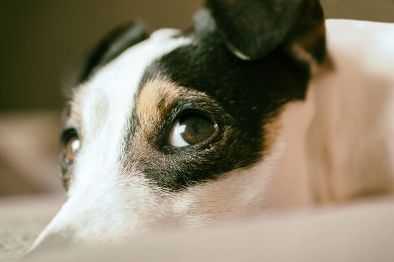 Why Your Dog Thinks You're the Pack’s Least Useful Hunter