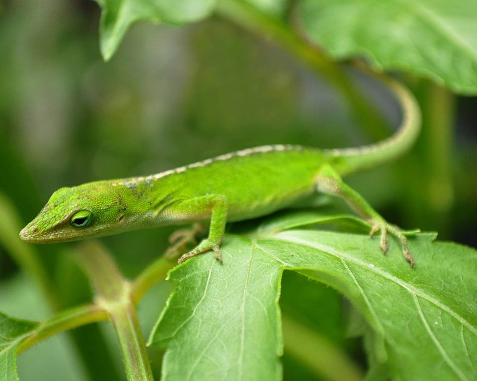 Green Anoles: The Lively Little Lizards (image credits: wikimedia)