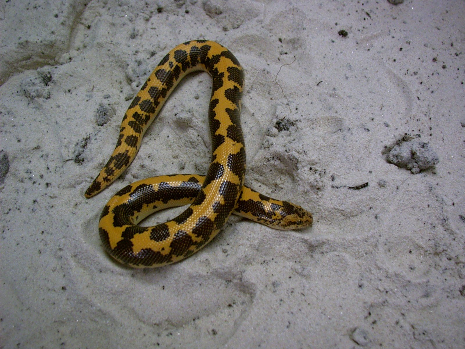 Kenyan Sand Boas: The Burrowing Beauties (image credits: wikimedia)