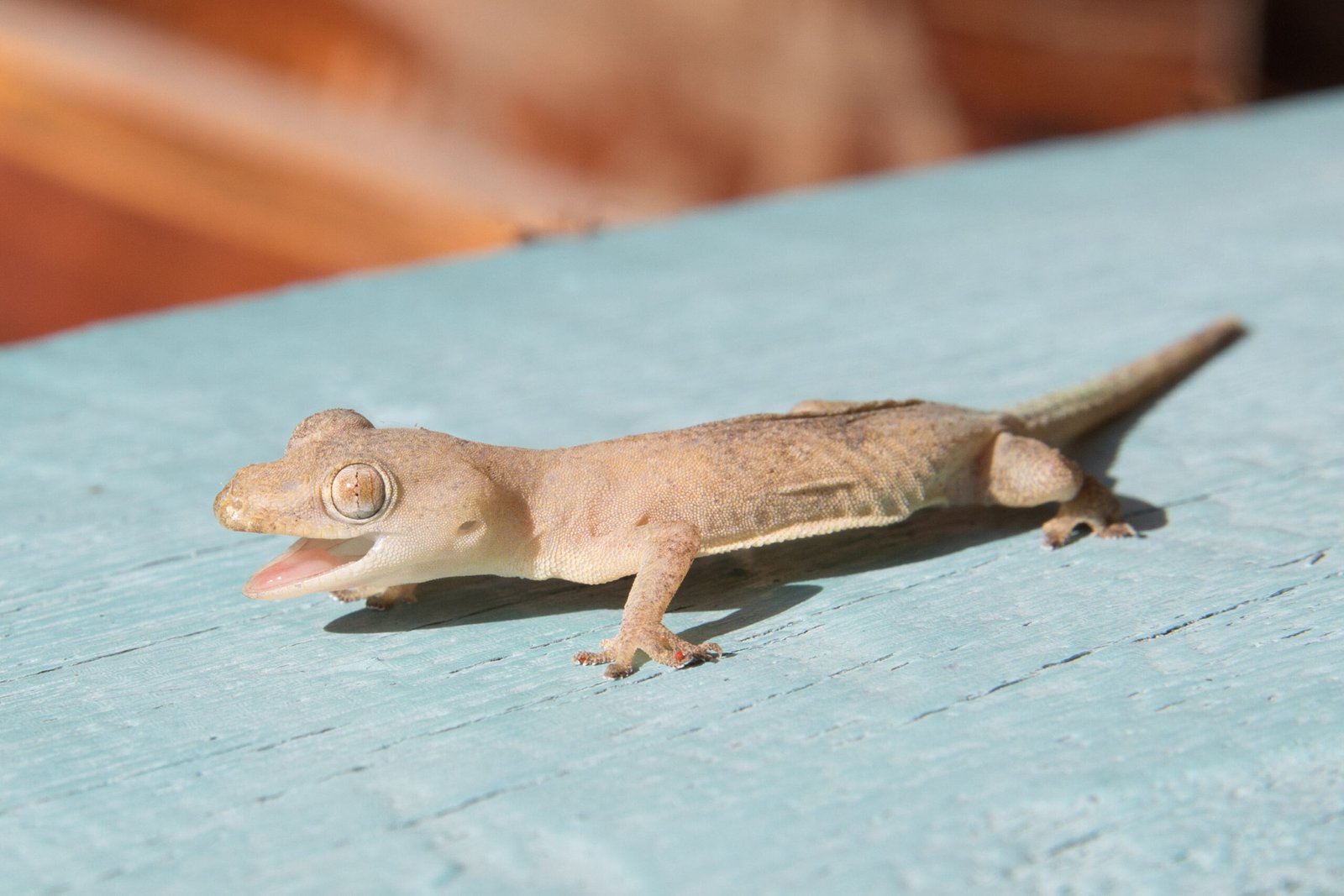 House Geckos: The Energetic Hoppers (image credits: wikimedia)