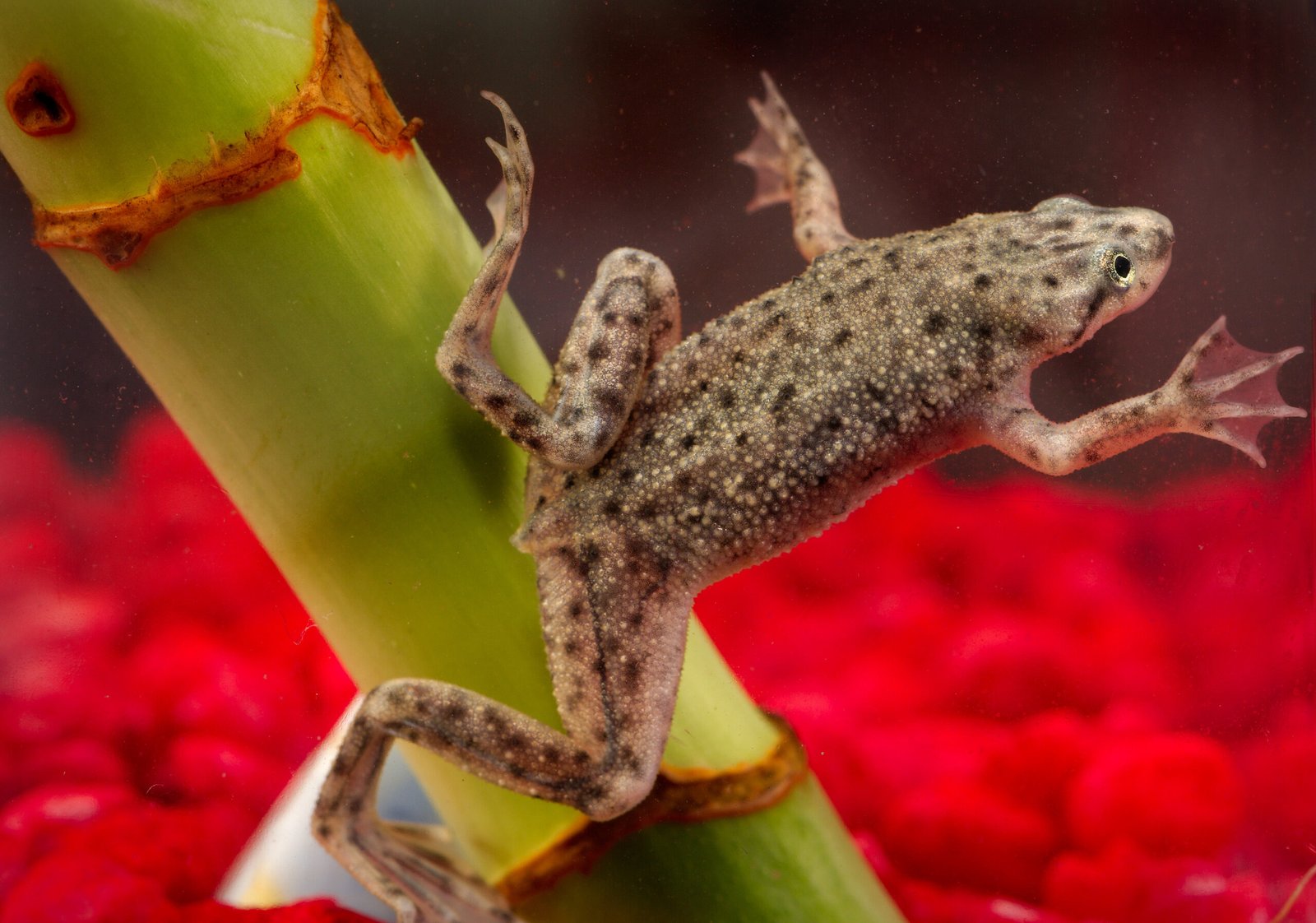 African Dwarf Frogs: The Aquatic Oddballs (image credits: wikimedia)