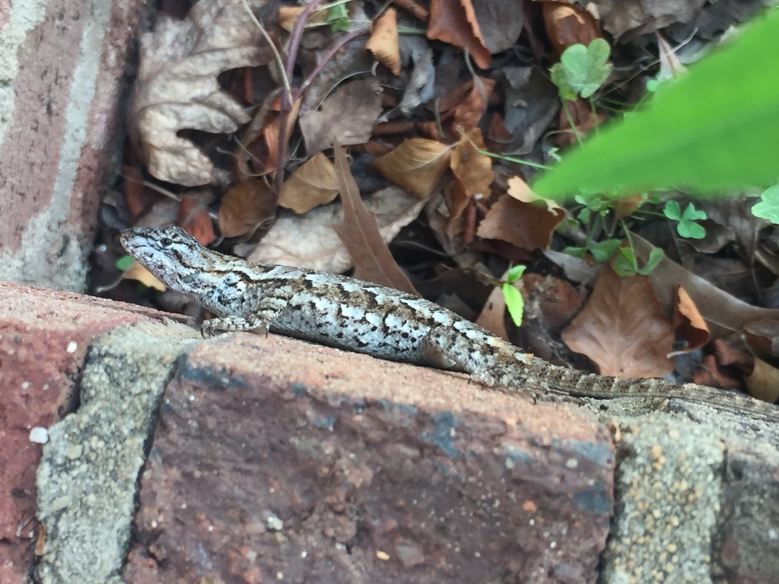 Fence Lizards: The Wild-at-Heart Companions (image credits: wikimedia)