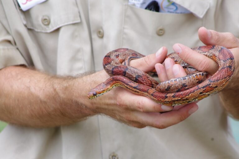 The Most Affordable Pet Reptiles to Own and Maintain