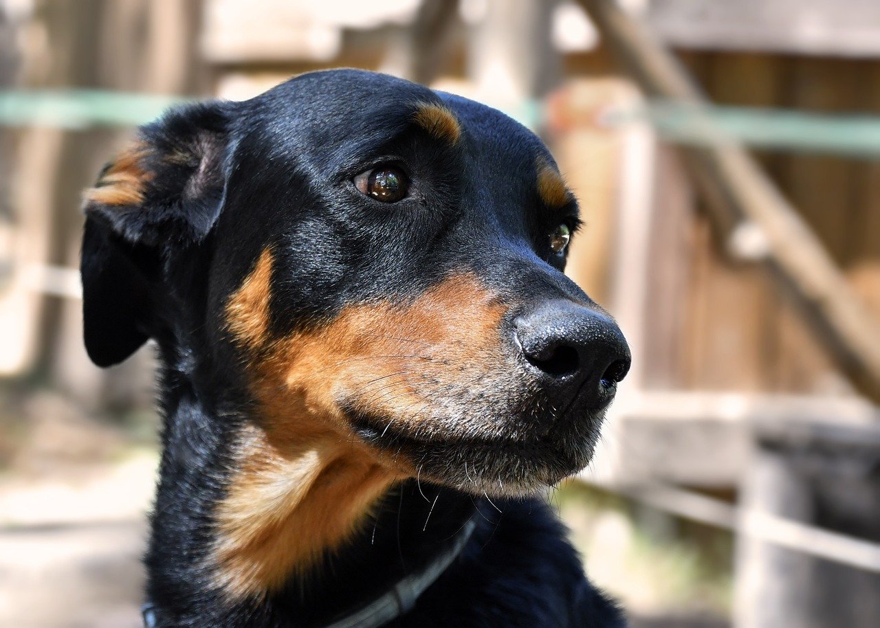 The Dramatic Sigh (image credits: pixabay)
