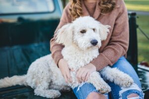 Why Your Dog Acts Like Your Ex—Possessive, Jealous, and Still Following You Around