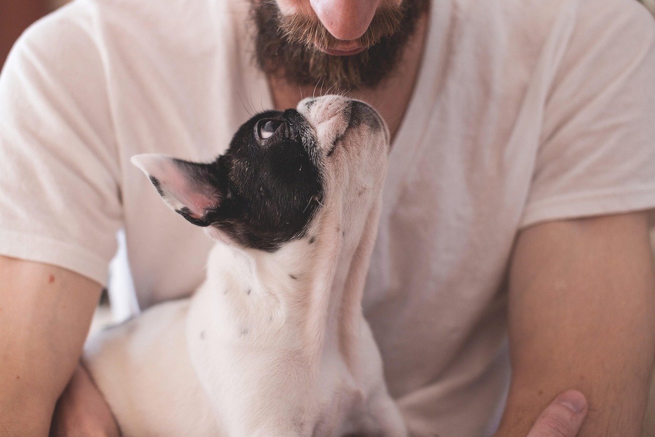 The Alpha Relationship: Why Your Dog Looks Up to You (image credits: pixabay)
