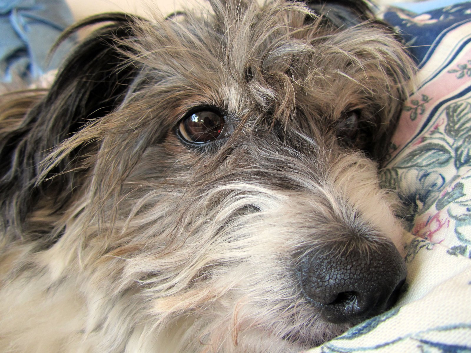 Embracing Your Dog’s Quirks: The Bond Beyond Vacuuming (image credits: wikimedia)