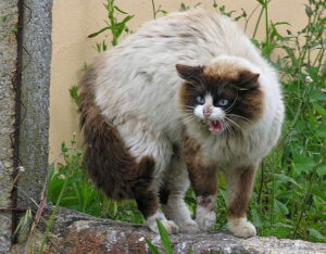 8 Subtle Changes Veterinarians Would Not Ignore In Their Cats
