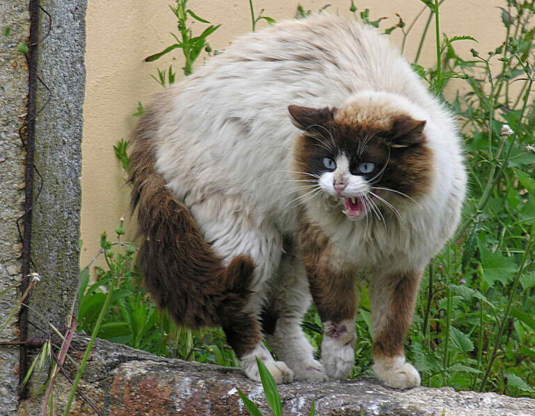 8 Subtle Changes Veterinarians Would Not Ignore In Their Cats