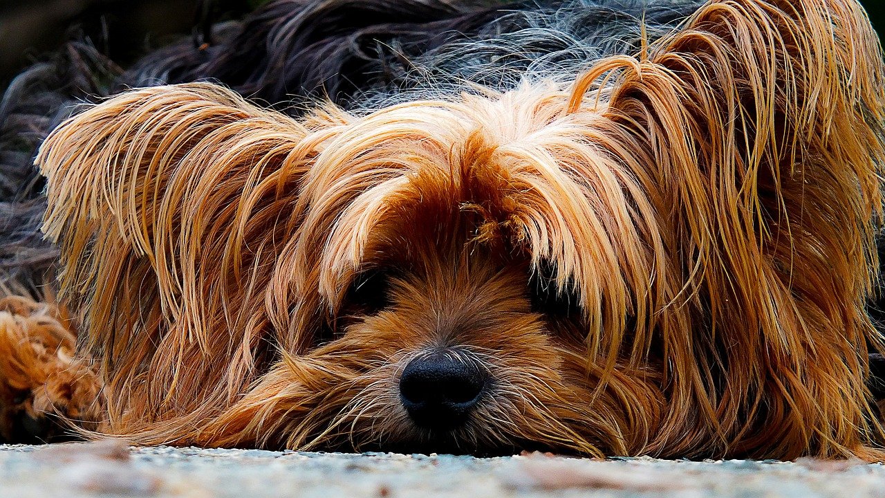 Yorkshire Terrier (image credits: pixabay)