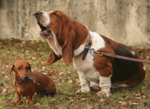 12 Dog Breeds That Love Arguing With Other Dogs