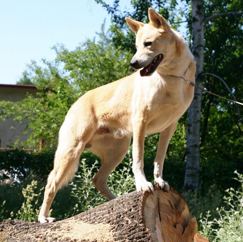Canaan Dog (image credits: wikimedia)