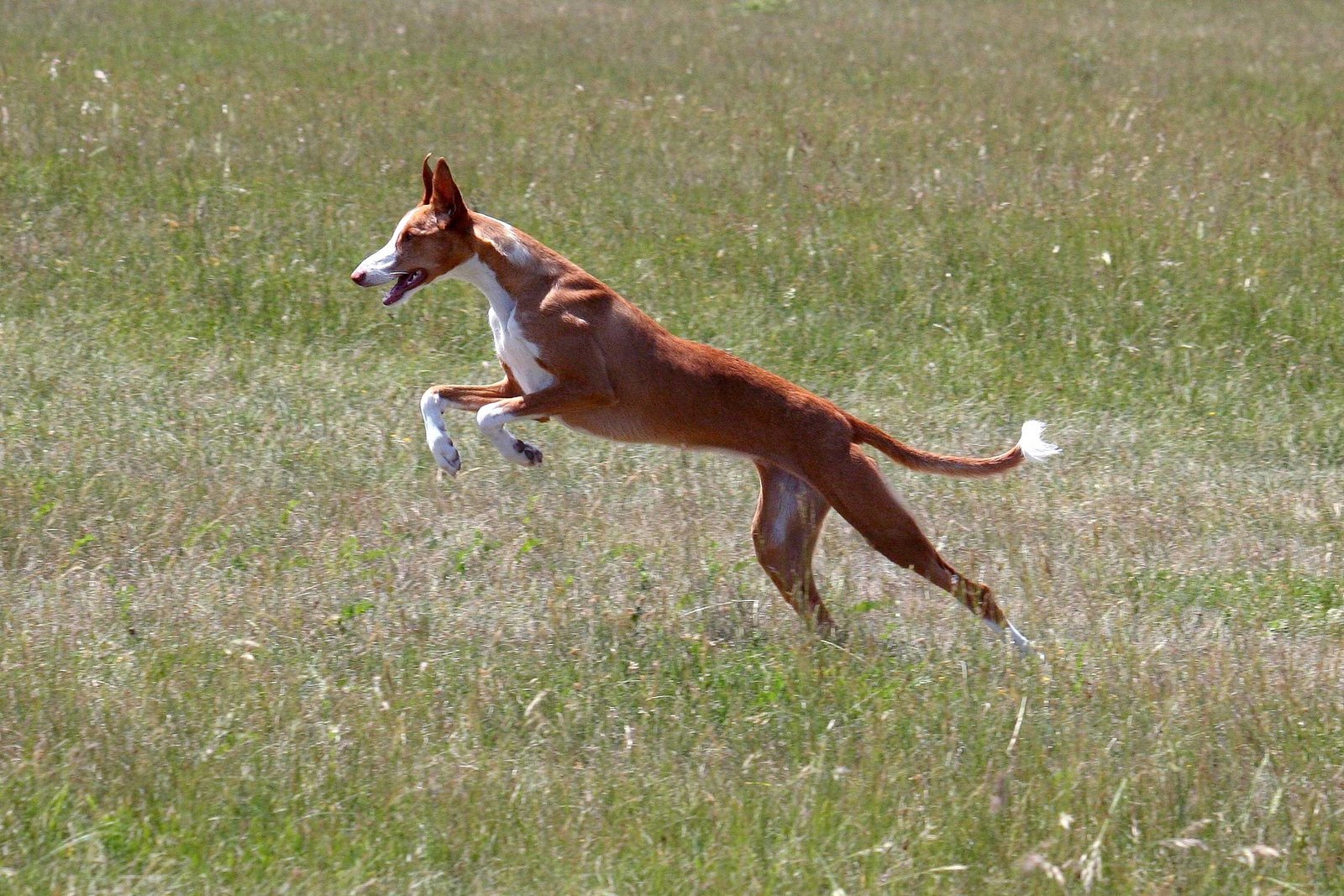 Ibizan Hound (image credits: wikimedia)