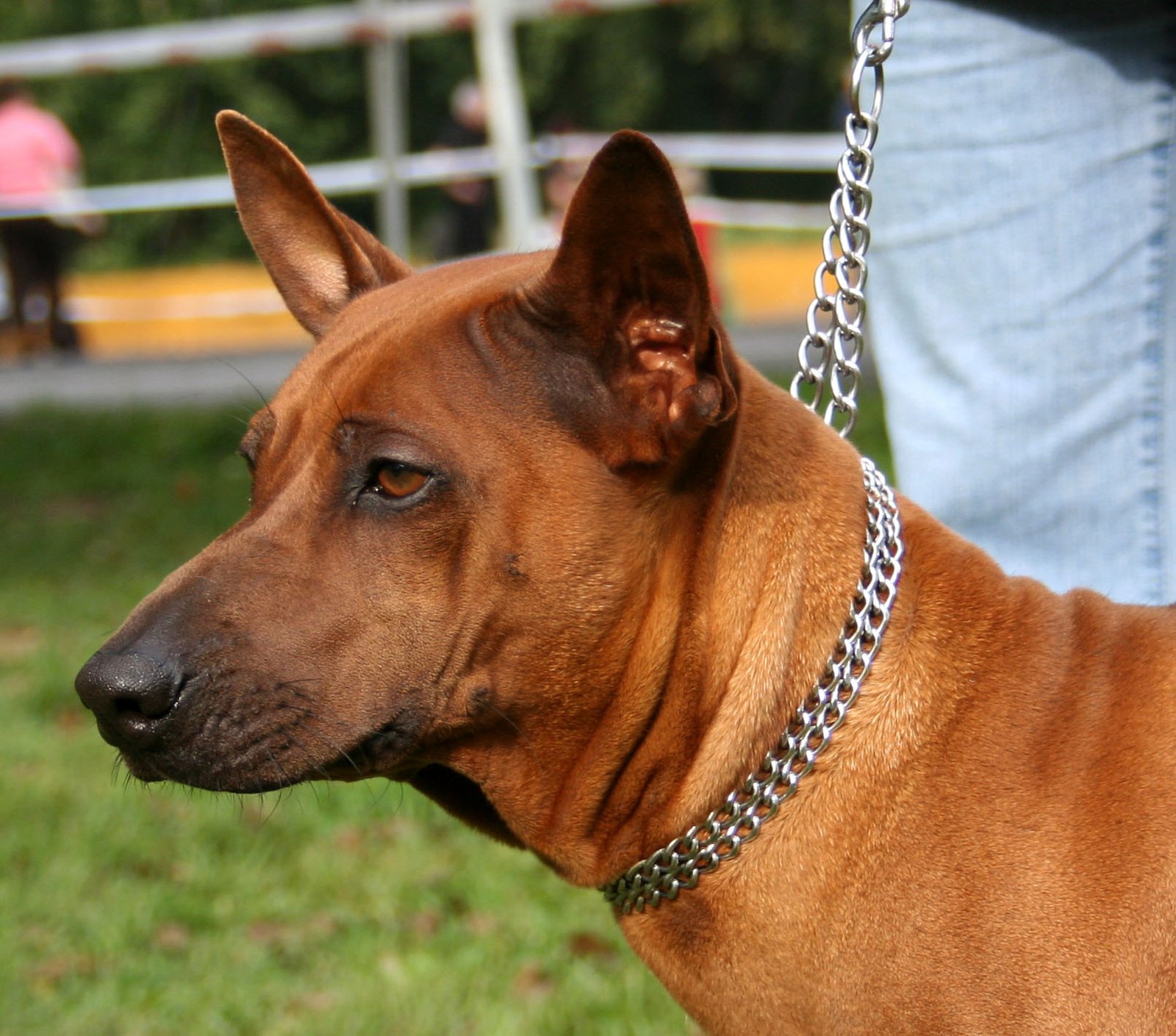 Thai Ridgeback (image credits: wikimedia)