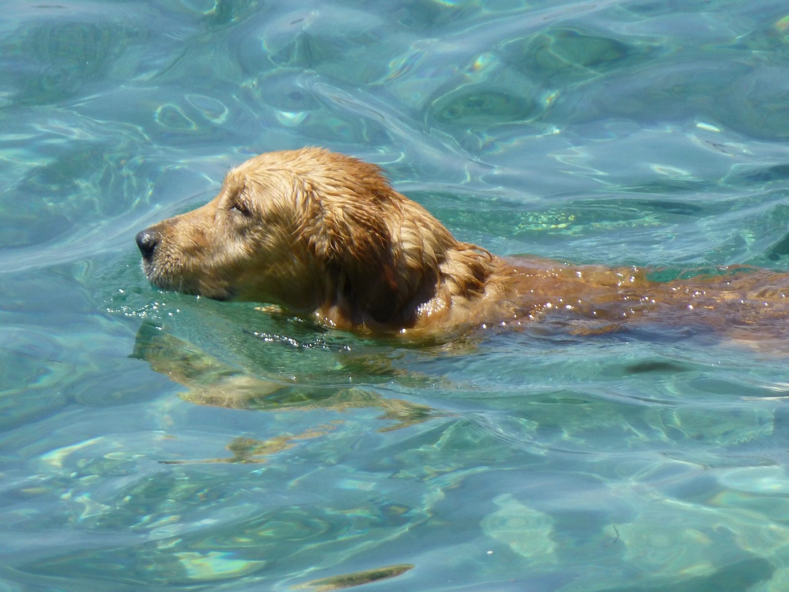 Natural Swimmers Born for Lakeside Living (image credits: wikimedia)