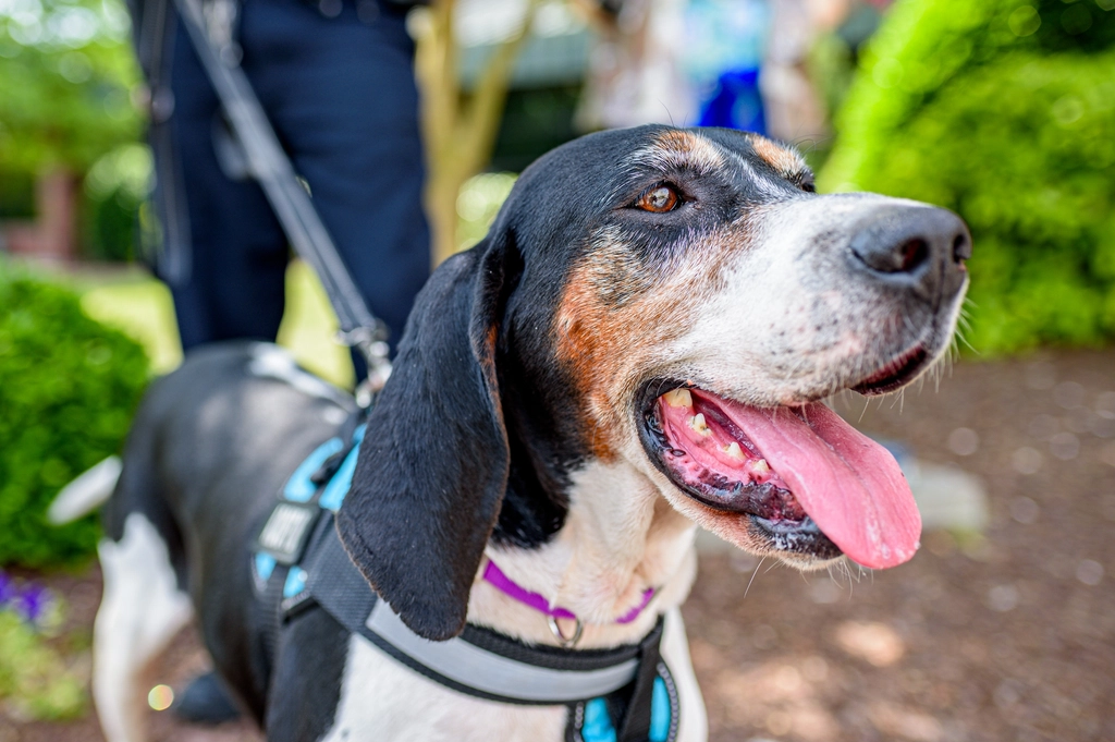 Treeing Walker Coonhound (image credits: rawpixel)